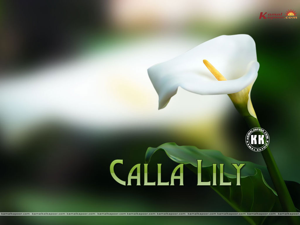 Calla Lilly Wallpaper